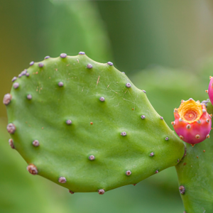 Image of Prickly Pear