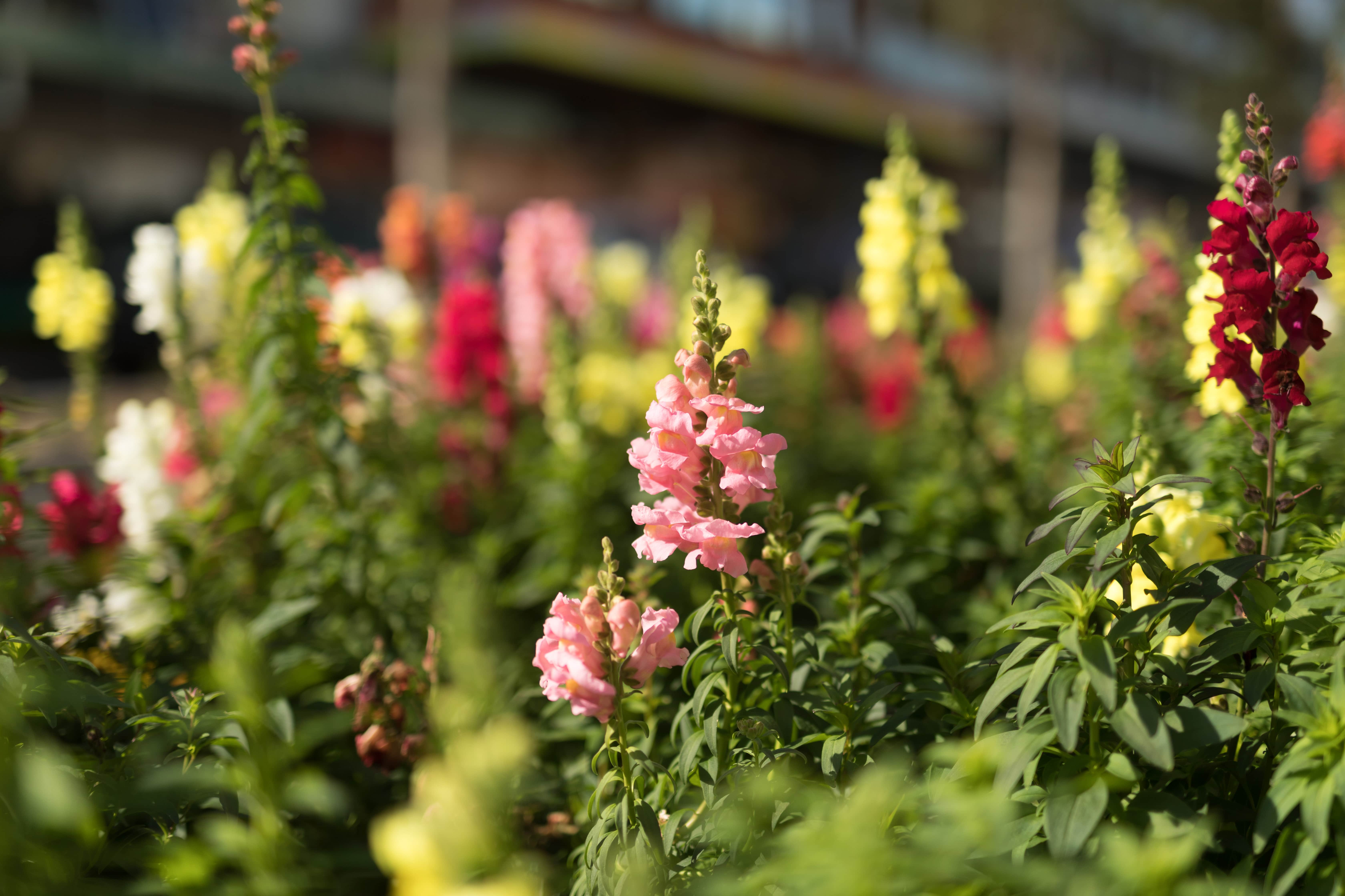 Community gardens