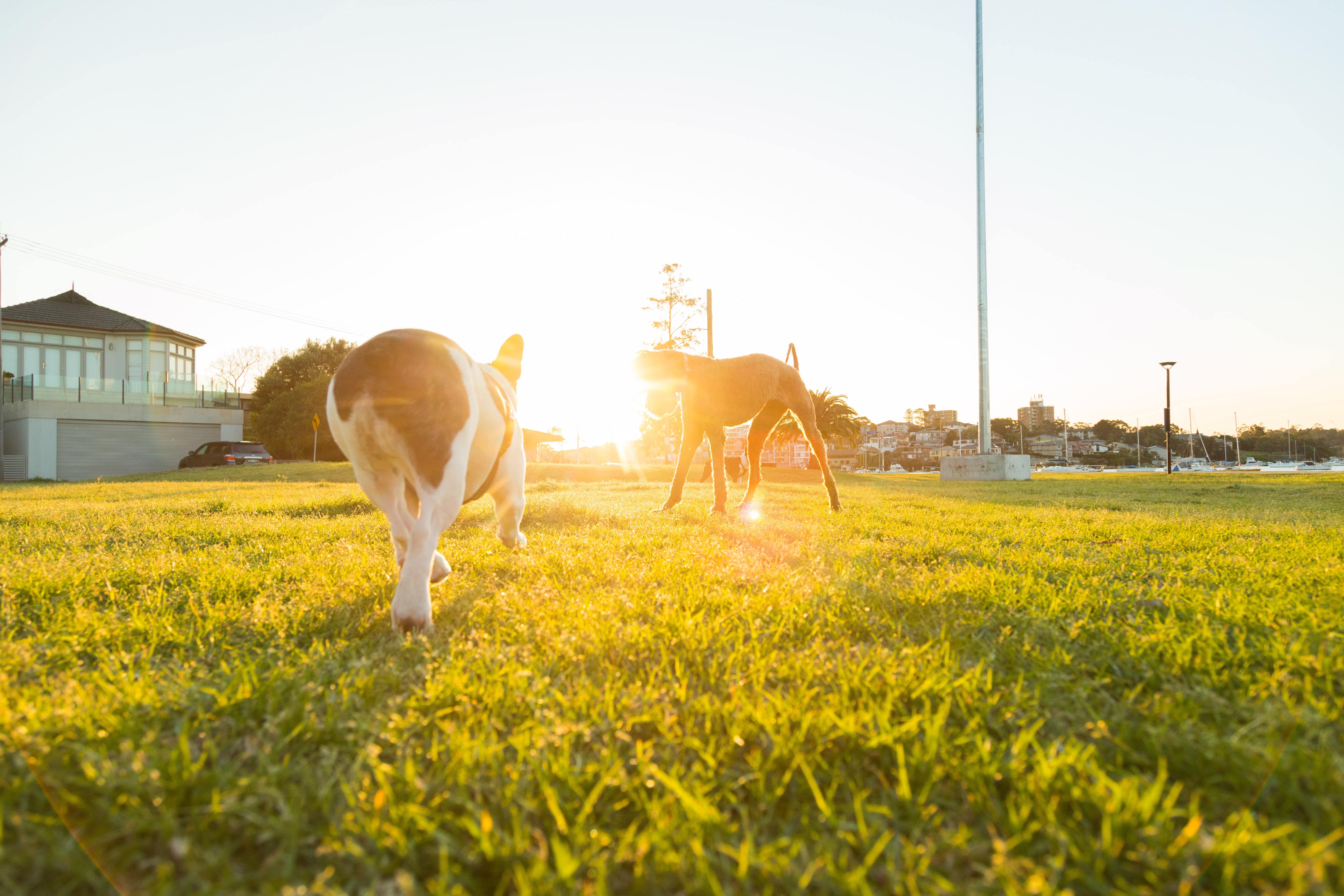 Nuisance cats & dogs