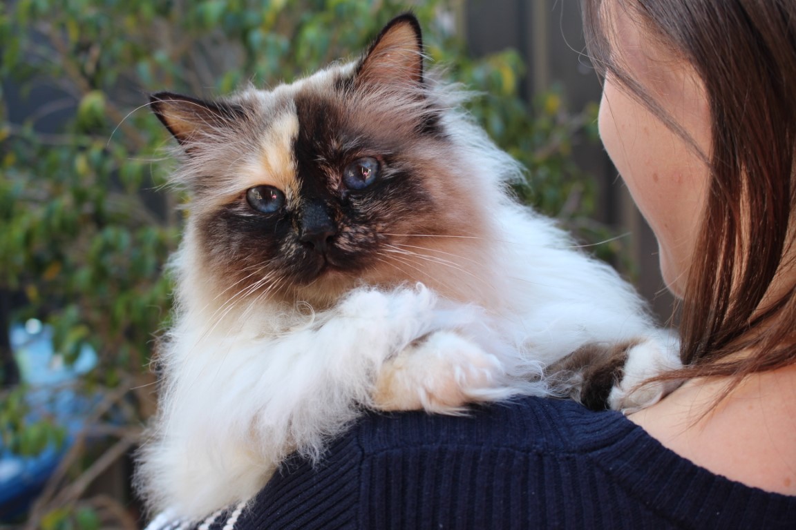 Clover the cat