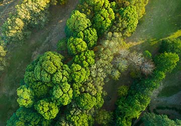 Bird eye view of trees