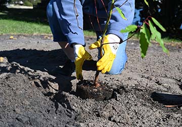 A tree seedling being planted