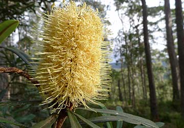 Banksia flower