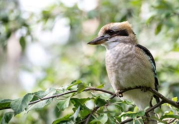 kookaburra in a tree