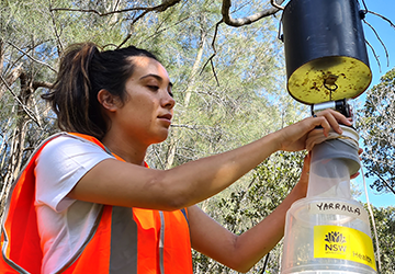 Council Officer setting up mosquito trap in Canada Bay Council area