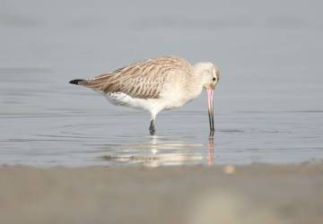 Bar-tailed Godwit feeding on mudflats around Bay Run