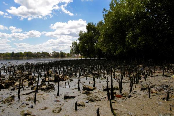 Mangroves in Canada Bay