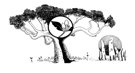Mangrove diagram