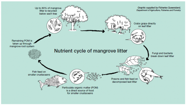 Mangrove life cycle graphic