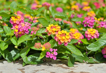 Lantana weed