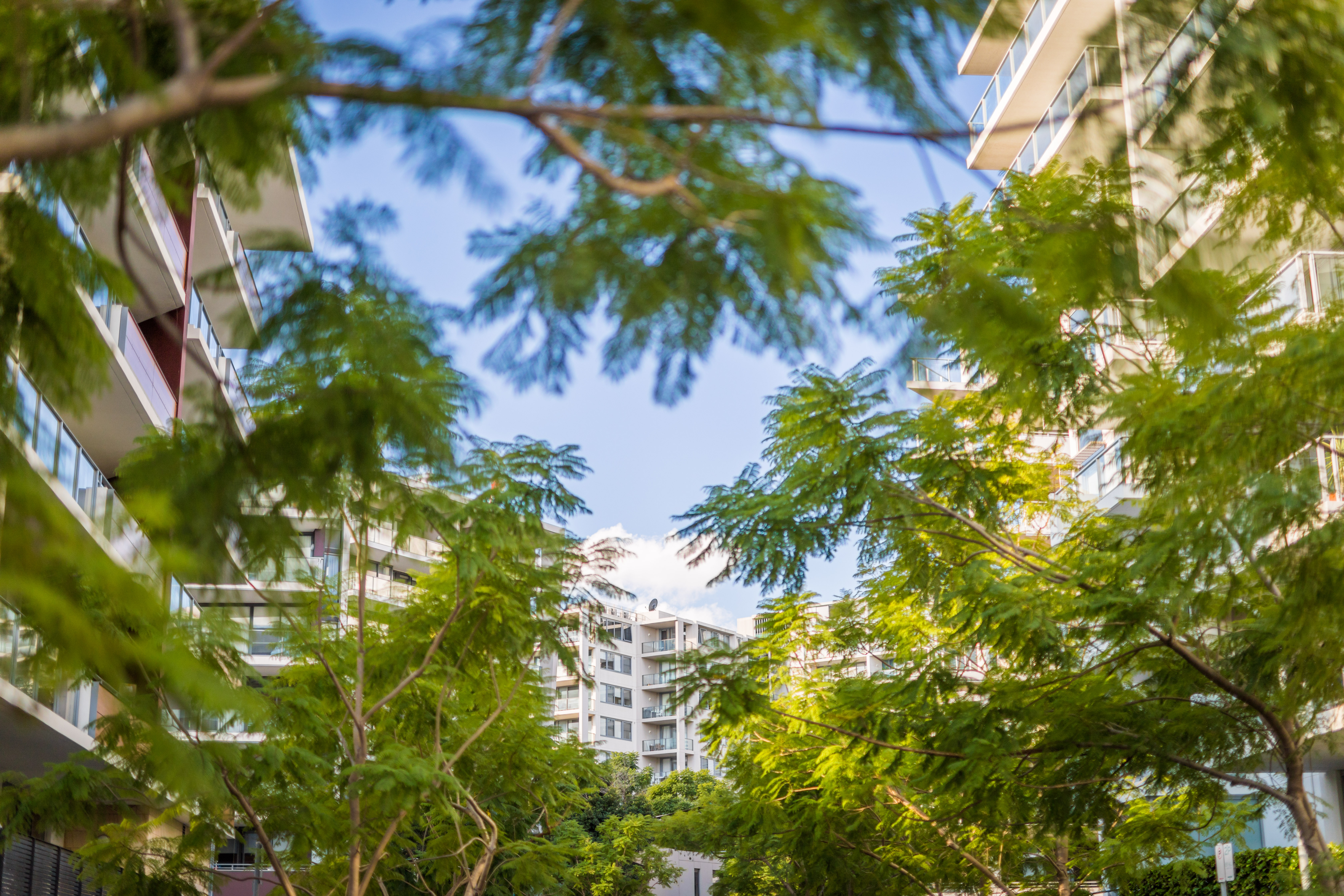 Trees and apartment buildings in Rhodes