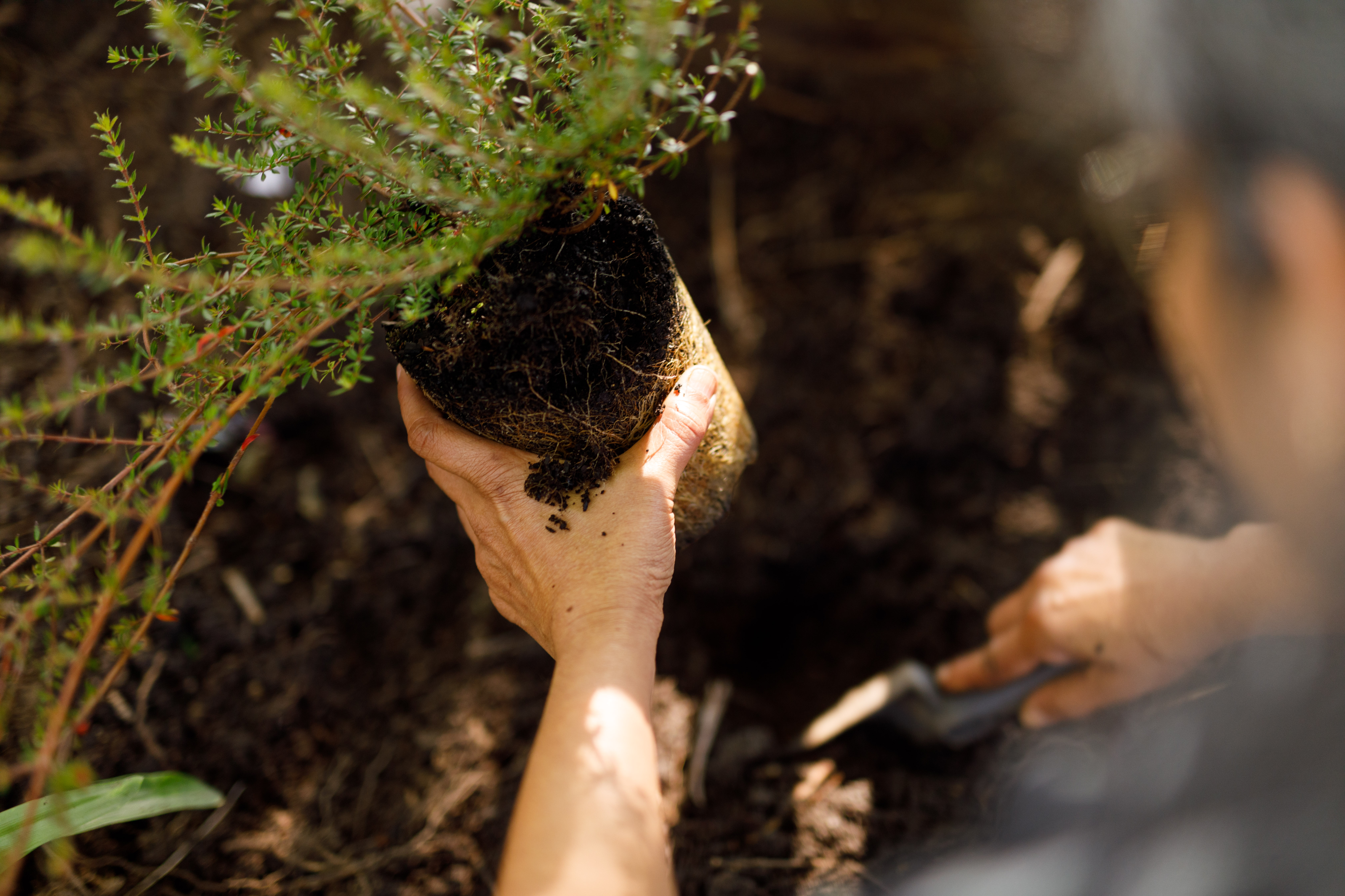 Hands planting a tree.