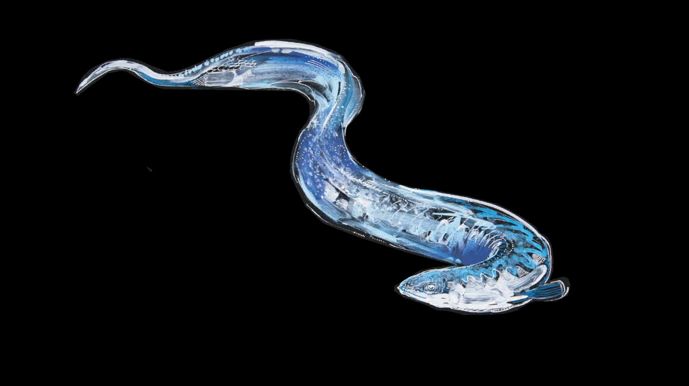 Painting of an eel by David Cragg, 2021. Painting is titled, Burra/Eel.