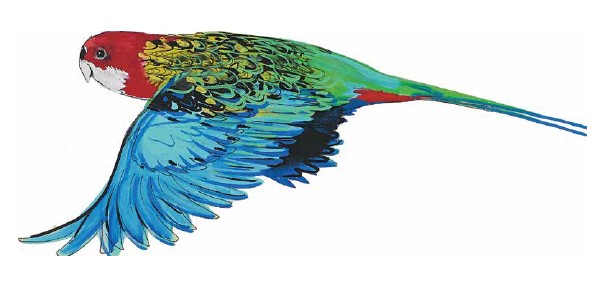 Painting of an eastern Rosella in flight by artist, David Cragg