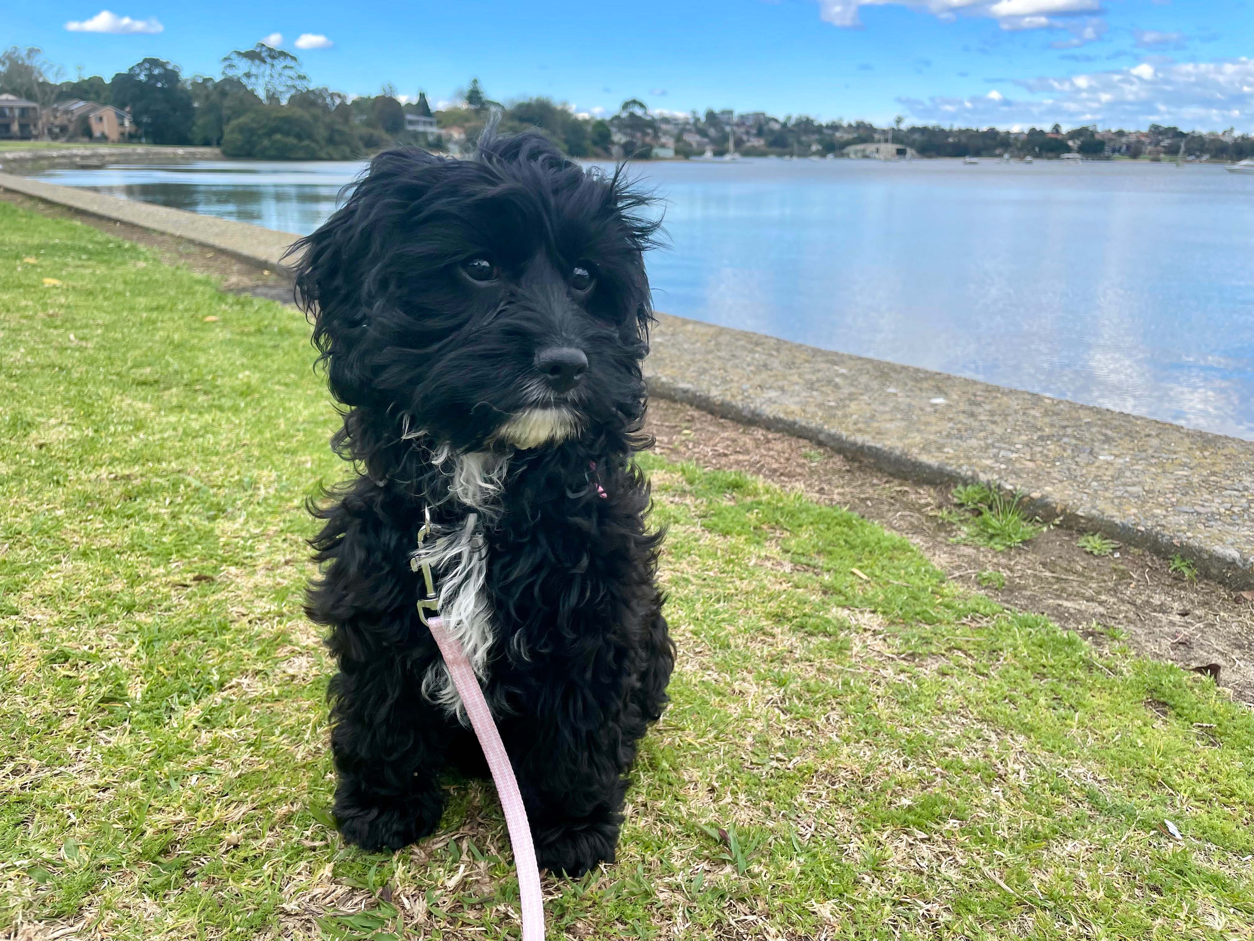 Cavoodle Nala at McIlwaine Park, Rhodes.