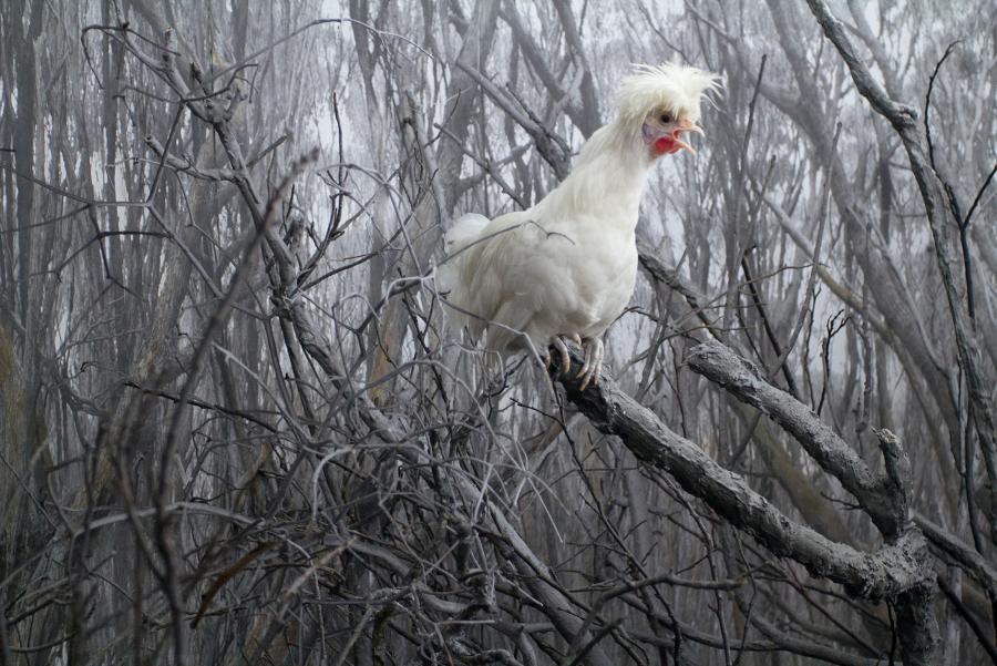 Video still of futuristic chicken against a stark natural background