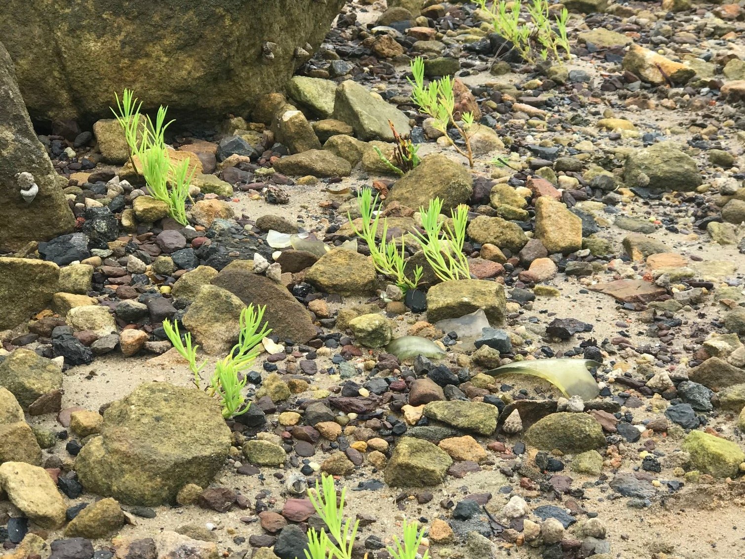 Image of coastal plants