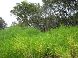 Coastal Saltmarsh