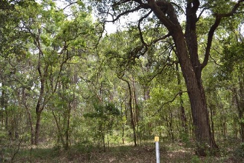 Sydney Turpentine-Ironbark Forest