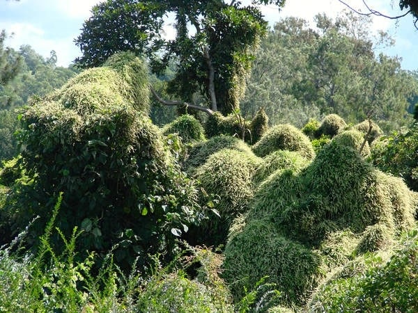 Image of Madeira Vine ckoking tree canopy