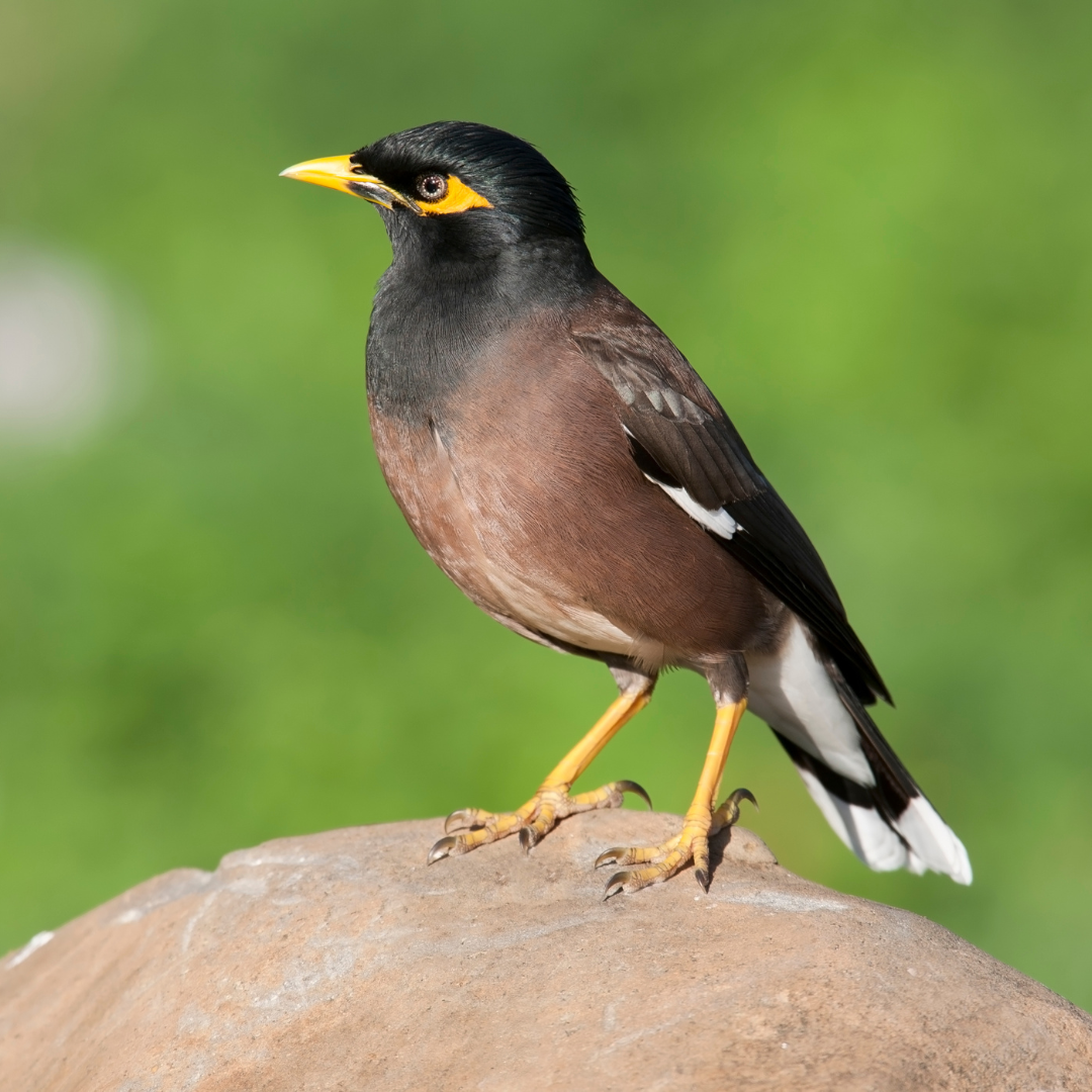 Common myna bird