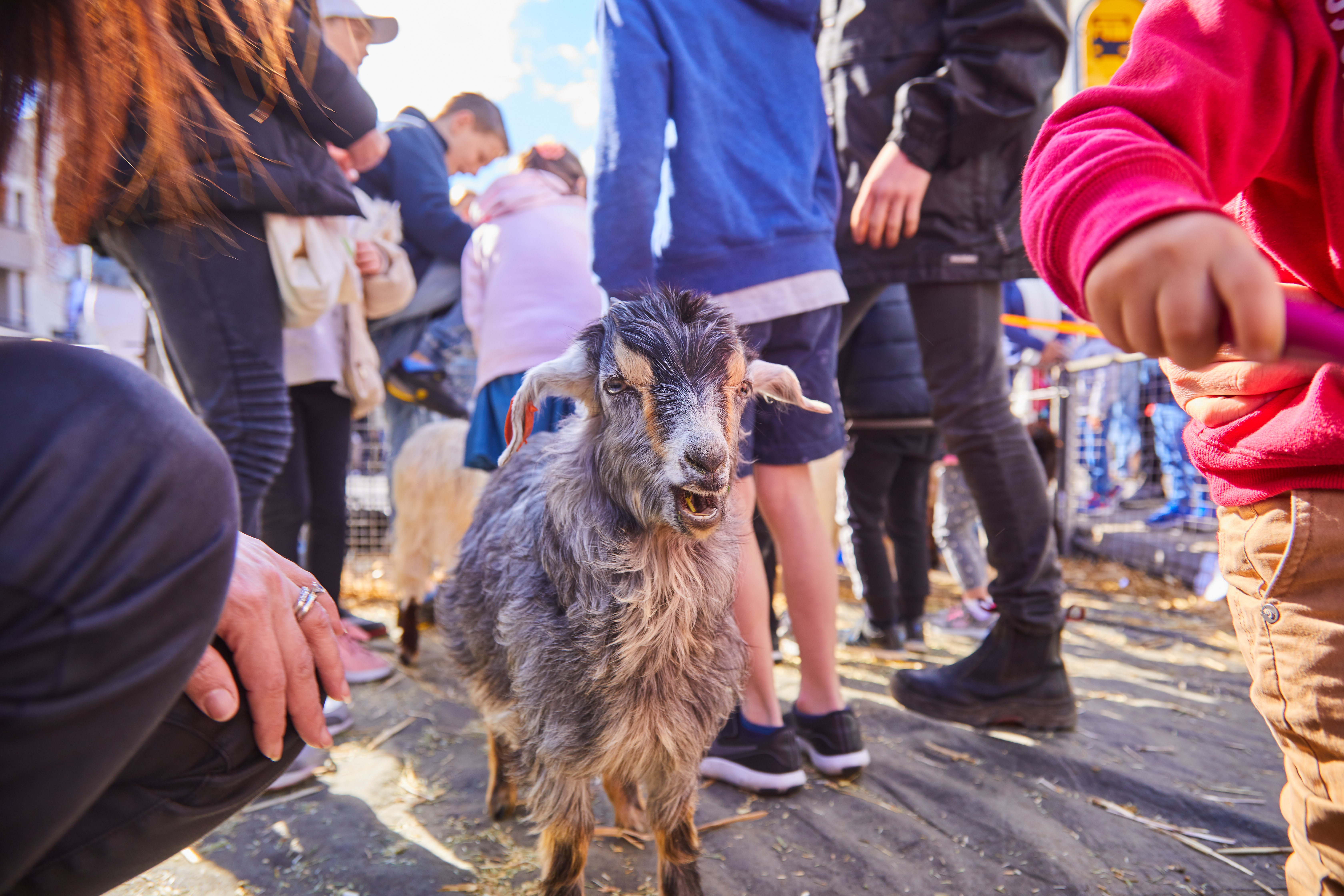 goat at petting zoo
