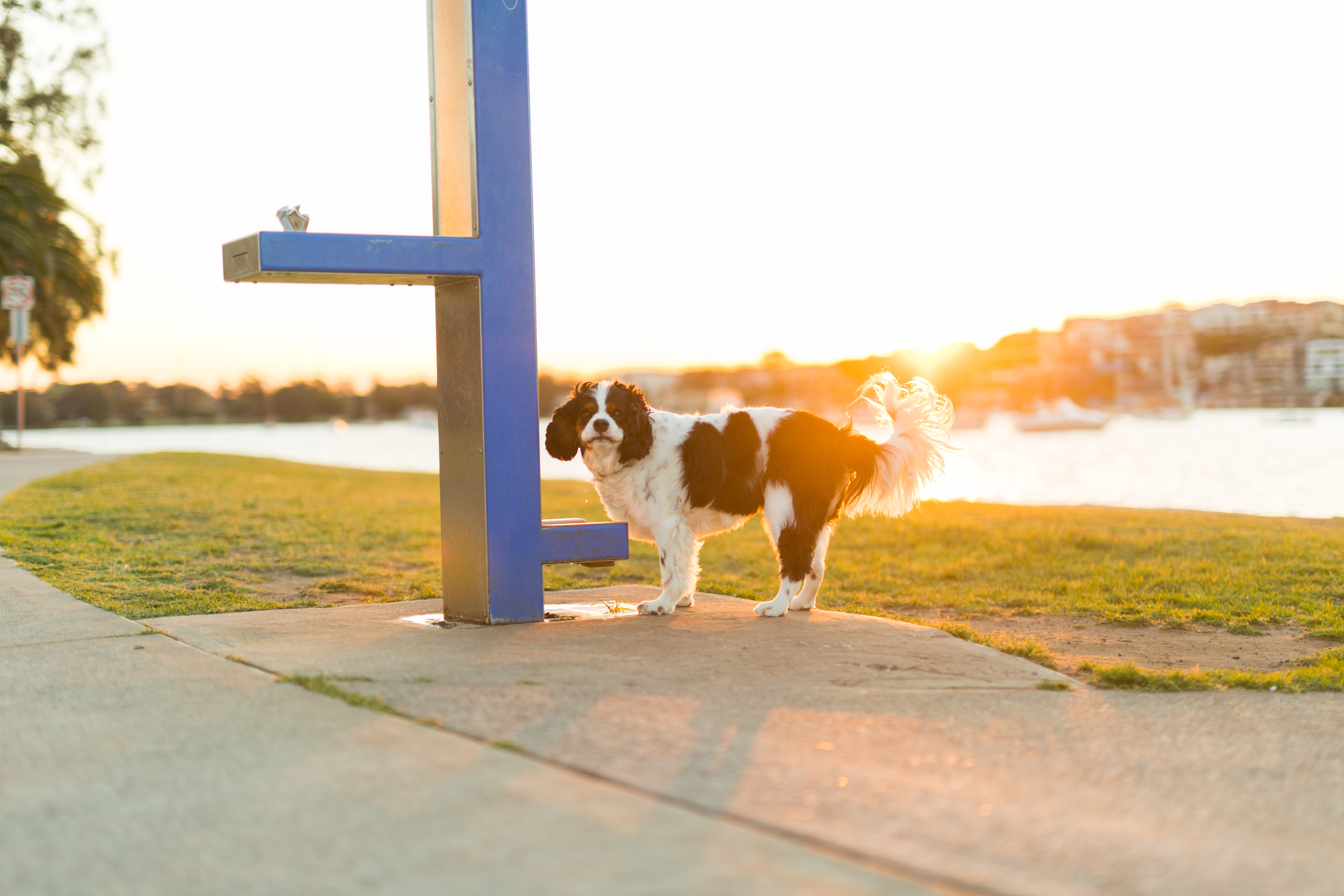 Dog in off-leash park