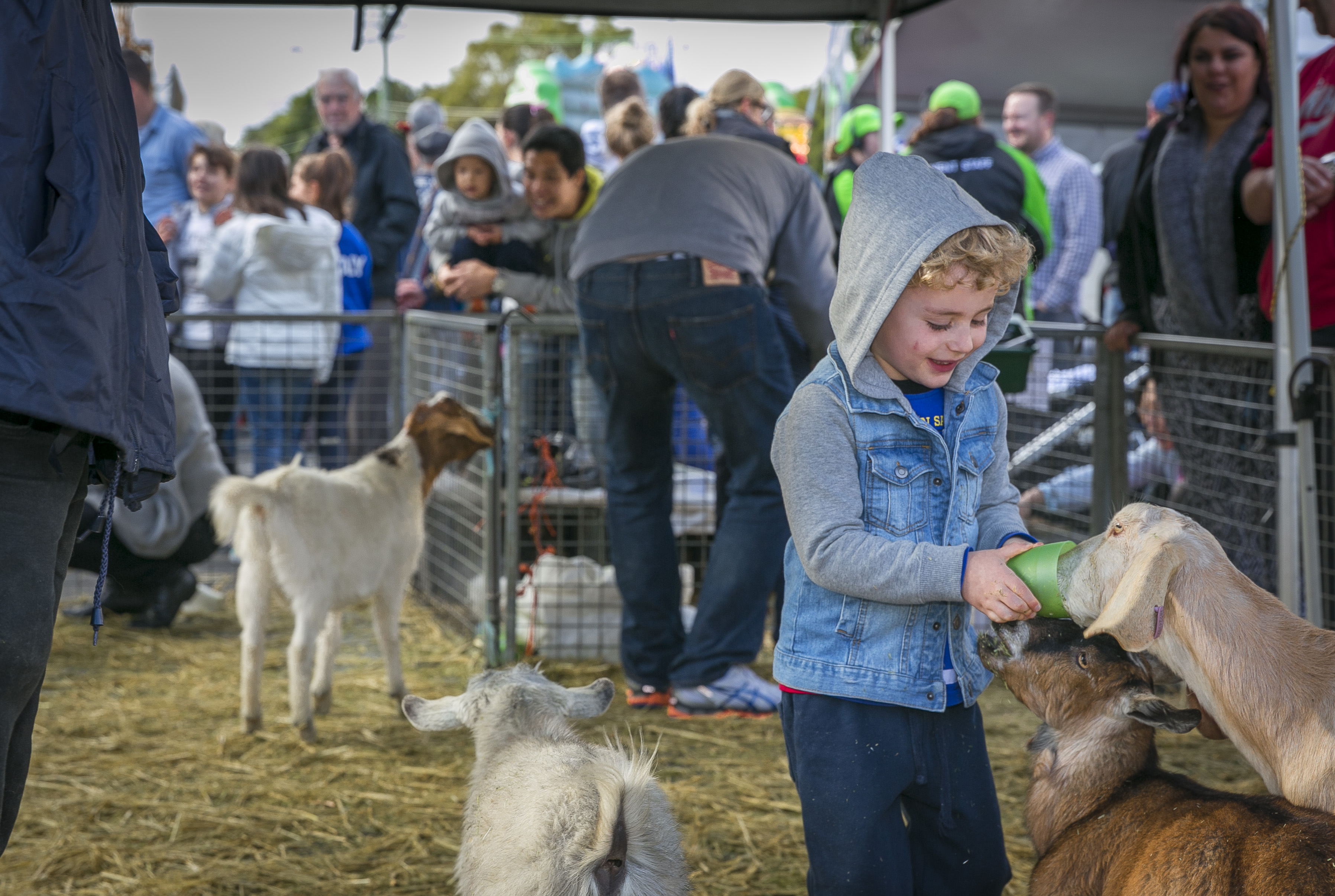 kid feeding the goats in petting zoo