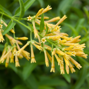 Image of Cestrum