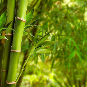 Image of Bamboo