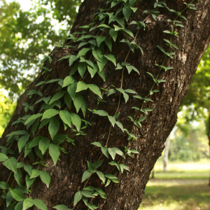 Image of Cats Claw Creeper