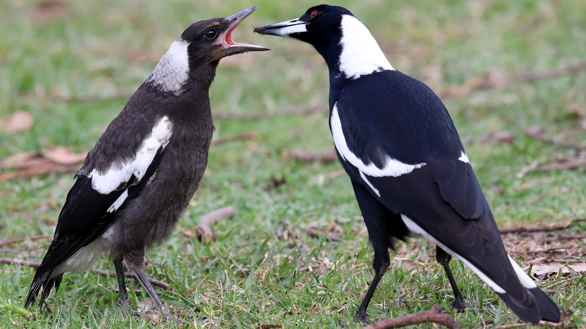 Image of Magpie