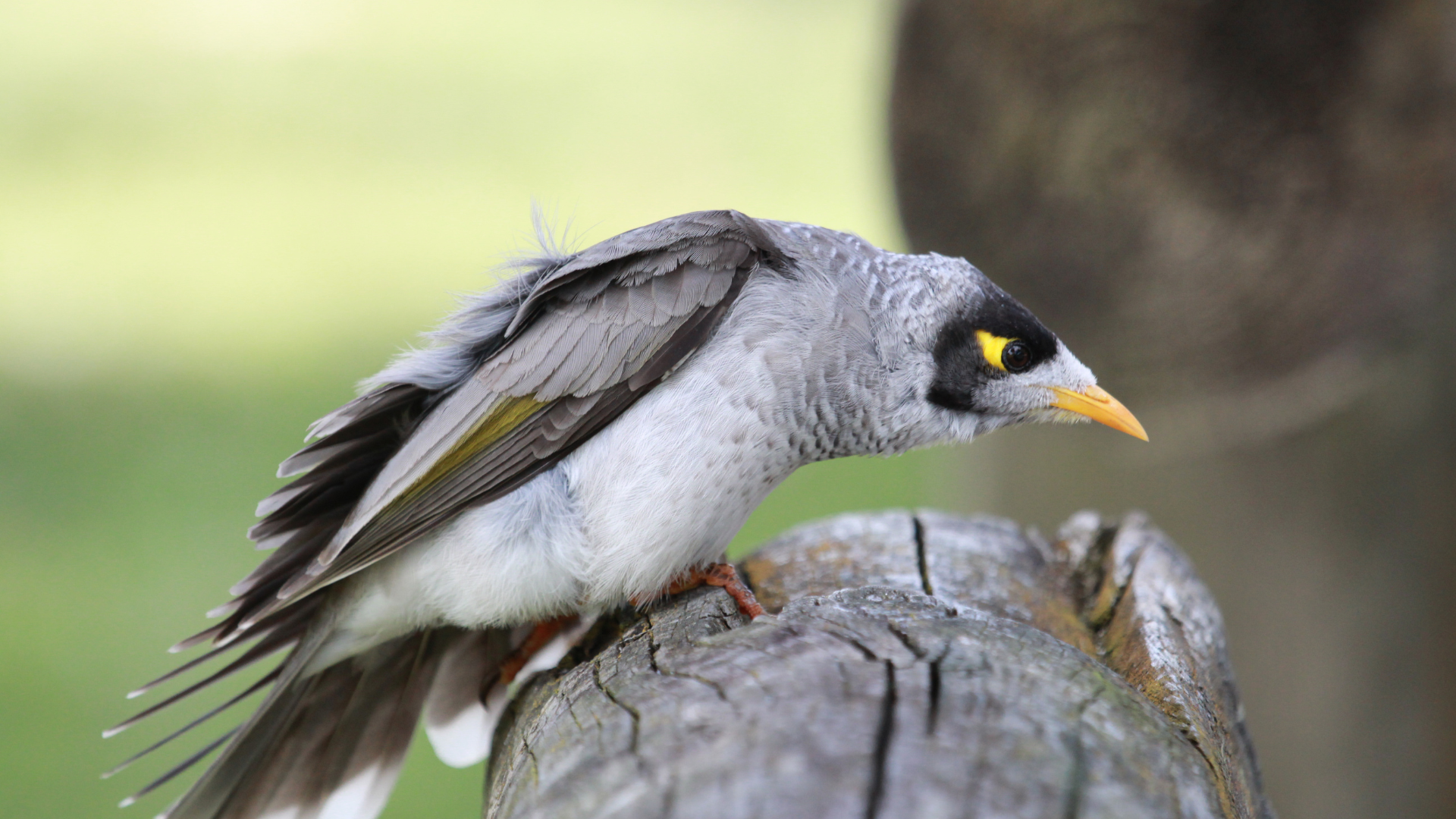 Image of Noisy Miner