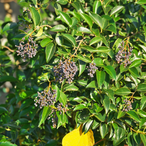 Image of Privet