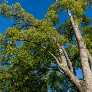 Image of Camphor Laurel