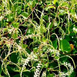 Image of Madeira Vine