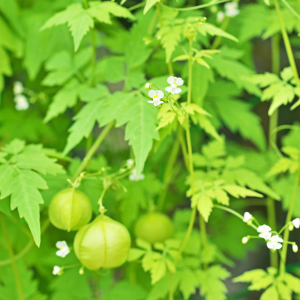 Image of Balloon Vine