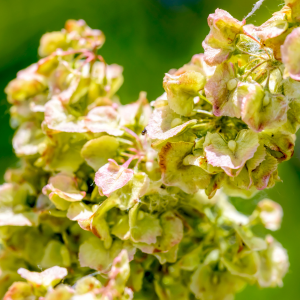 Image of Turkey Rhubarb Flowers