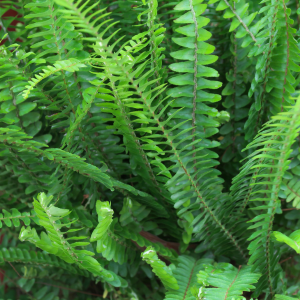 Image of Fishbone Fern