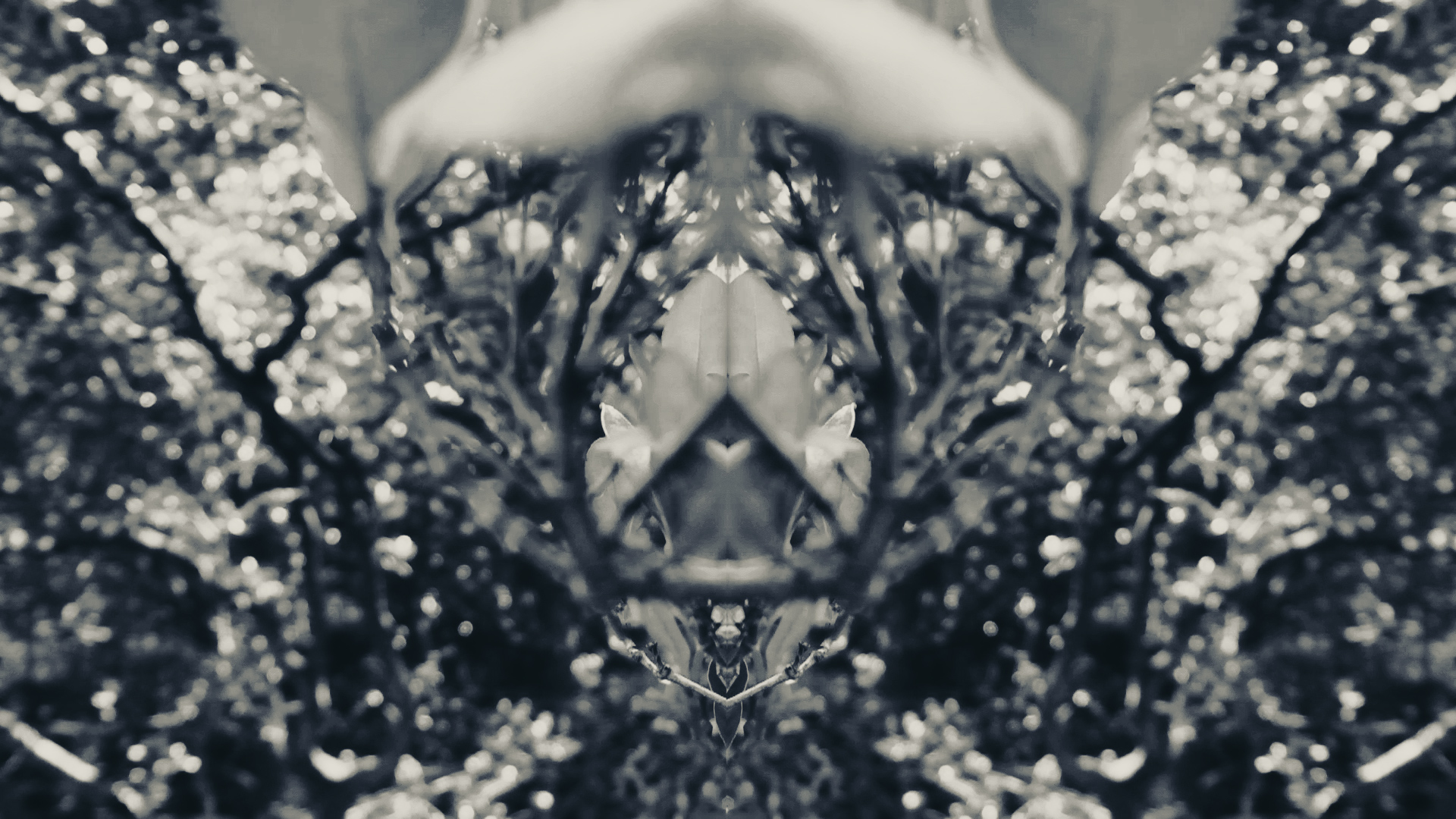 A black and white picture of mangroves mirrored to create a kaleidoscopic effect