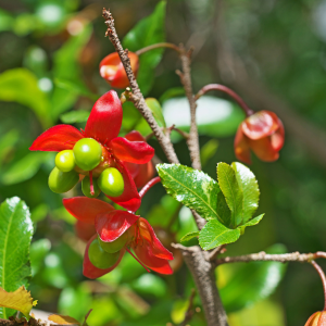 Image of Ochna