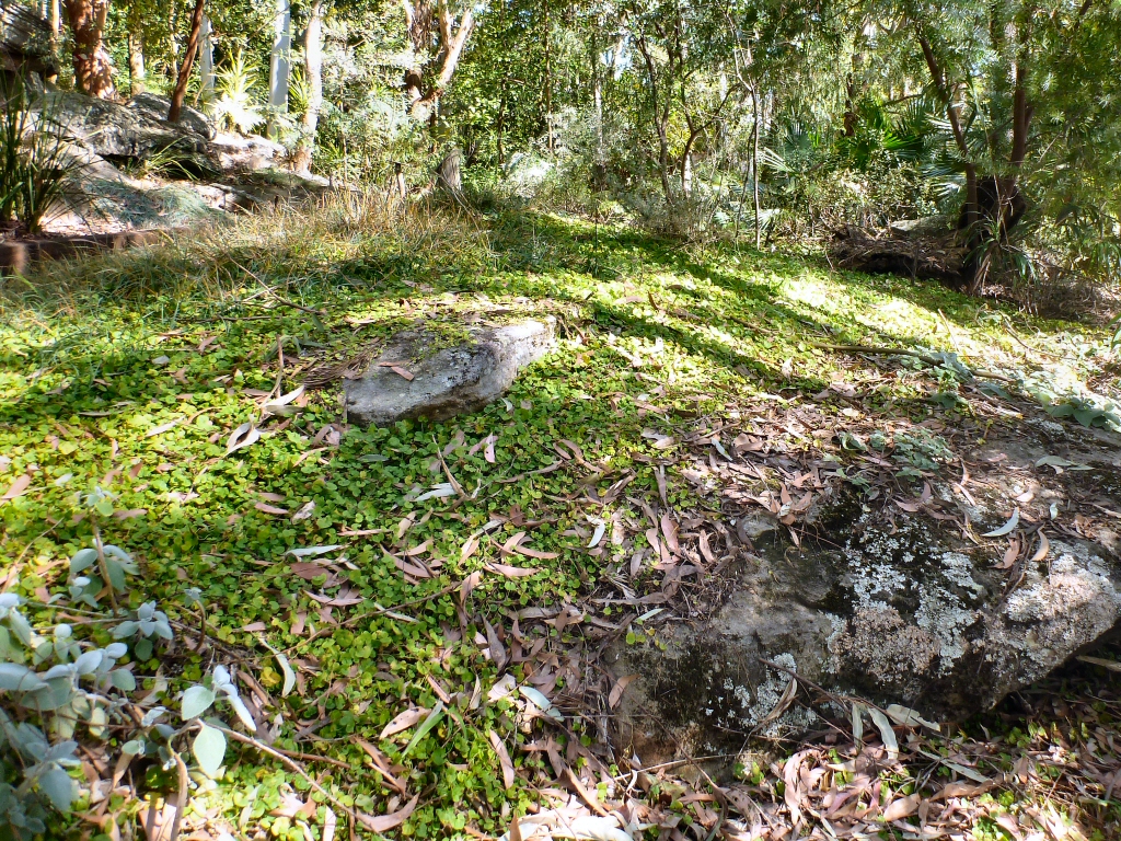 Image of Native Garden