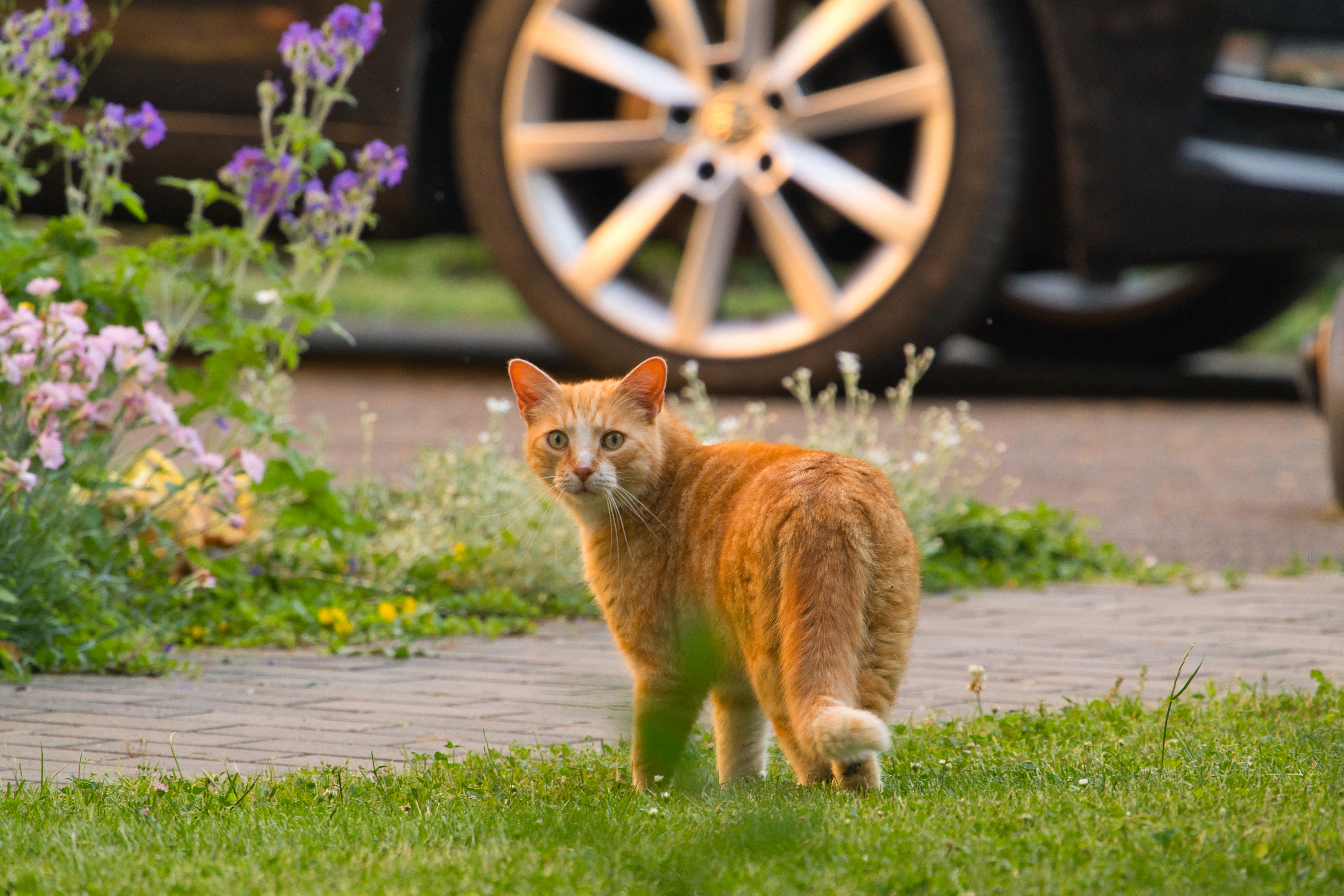Ginger cat roaming freely in a grassy patch