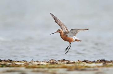 Bar Tailed Godwit in Flight