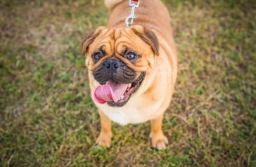 Image of pug dog 