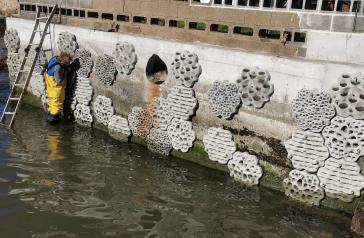 Menzies Reserve seawall