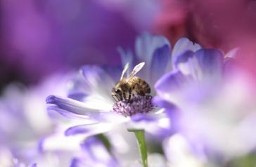 Bee on a flower