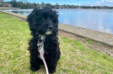 Cavoodle Nala at McIlwaine Park, Rhodes.