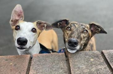 Photo of two dogs by entrant. Image called Cute and Curious by Grace L