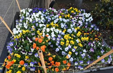 Spring planting has kicked off across the City of Canada Bay, with new flowers in a planter box in Drummoyne photographed. 